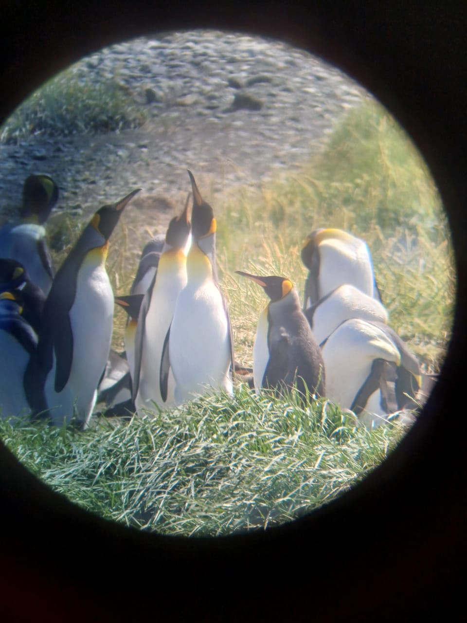 Fullday Pingüino Rey